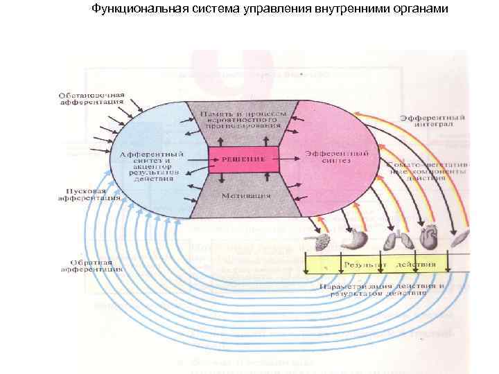 Основные функциональные системы человека. Функциональная система управления. Функциональная система управления характеристика. Принципы взаимодействия функциональных систем. Функциональная система внутренних органов.