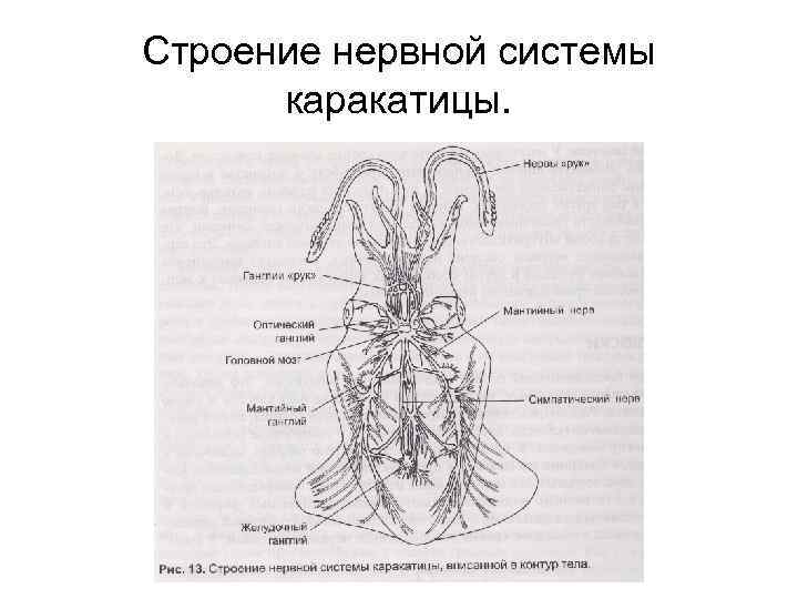 Строение нервной системы каракатицы. 