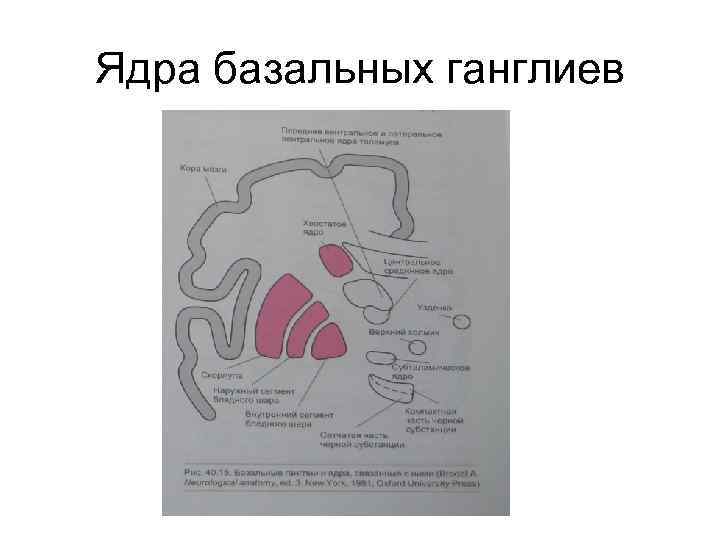 Ядра базальных ганглиев 