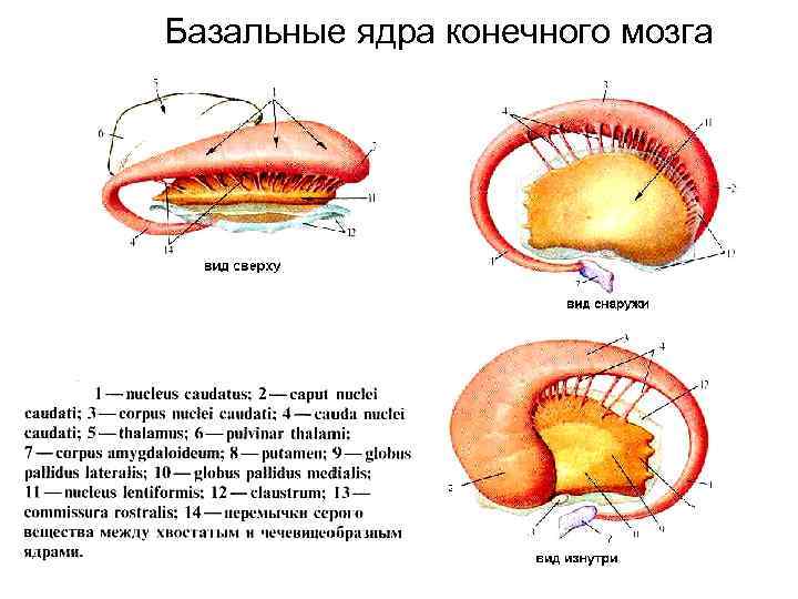 Базальные ядра конечного мозга 