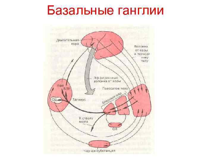 Базальные ганглии 