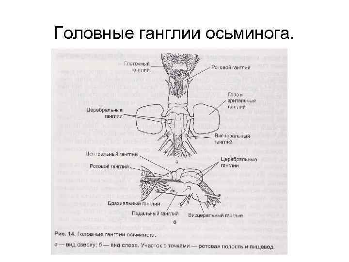 Головные ганглии осьминога. 