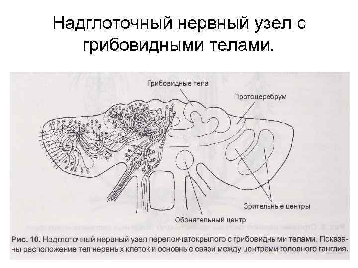 Надглоточный нервный узел с грибовидными телами. 