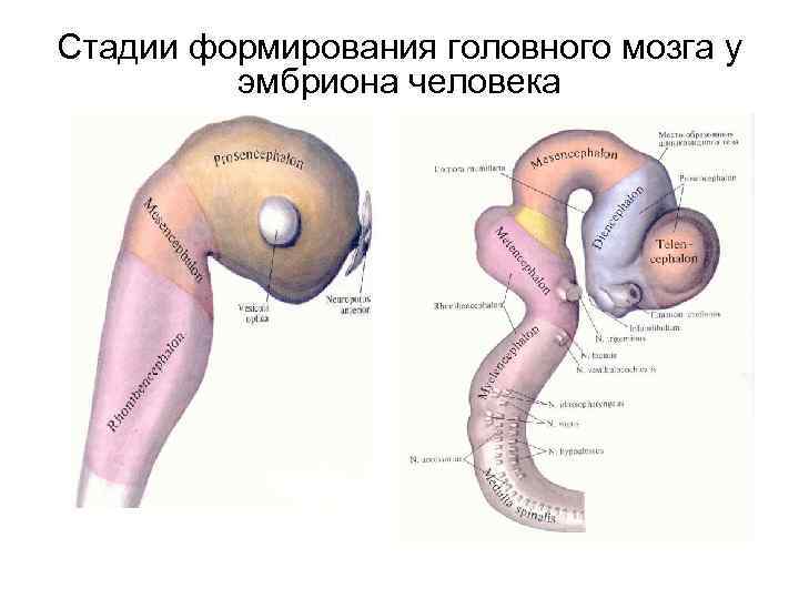 Стадии формирования головного мозга у эмбриона человека 