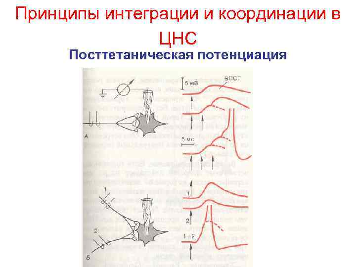 Принципы интеграции и координации в ЦНС Посттетаническая потенциация 