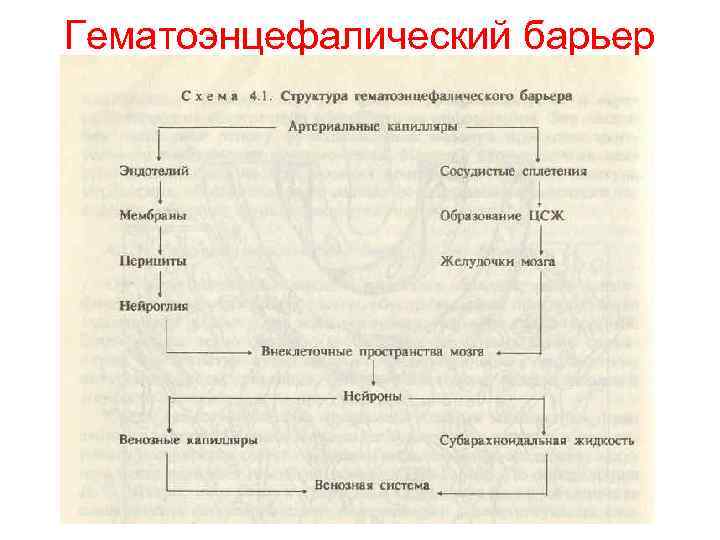 Гематоэнцефалический барьер 