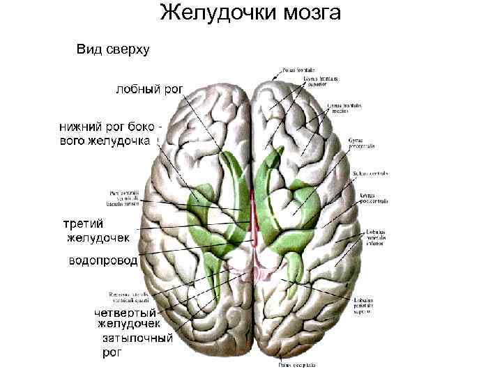 Желудочки мозга Вид сверху 