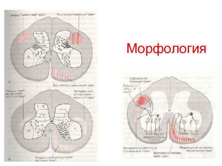 Морфология 