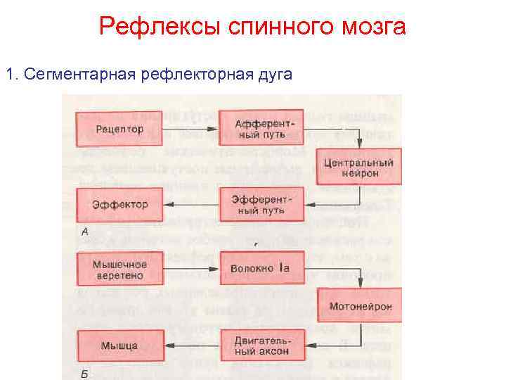 Рефлексы спинного мозга 1. Сегментарная рефлекторная дуга 