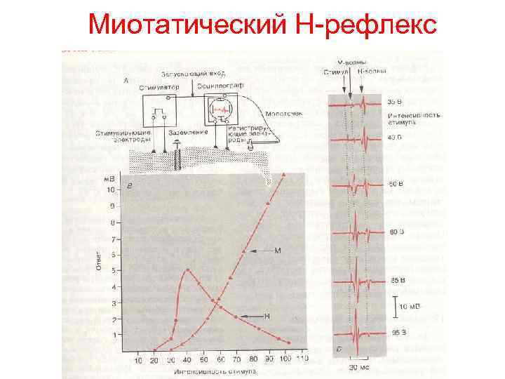 Миотатический Н-рефлекс 