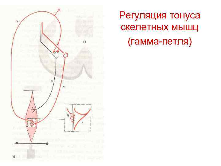 Регуляция тонуса скелетных мышц (гамма-петля) 