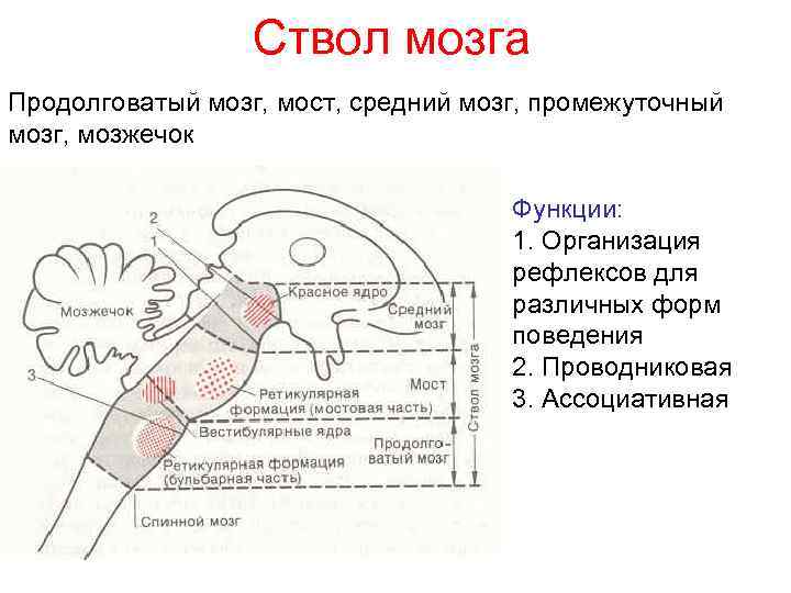 Ствол мозга Продолговатый мозг, мост, средний мозг, промежуточный мозг, мозжечок Функции: 1. Организация рефлексов