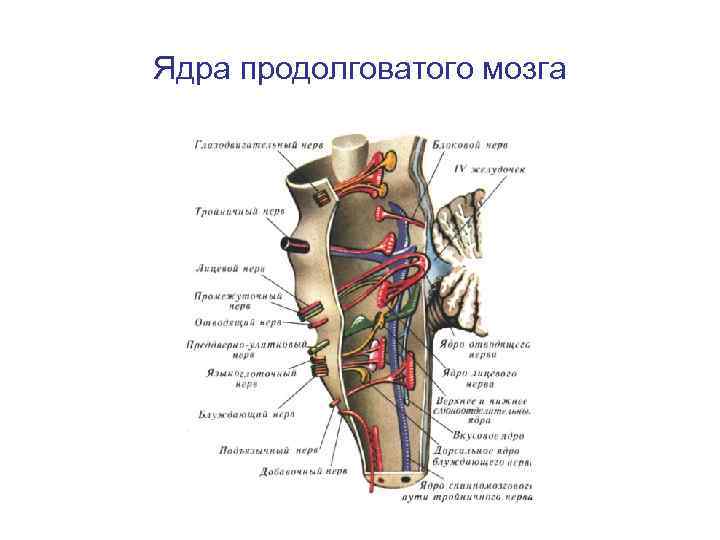 Ядра продолговатого мозга схема