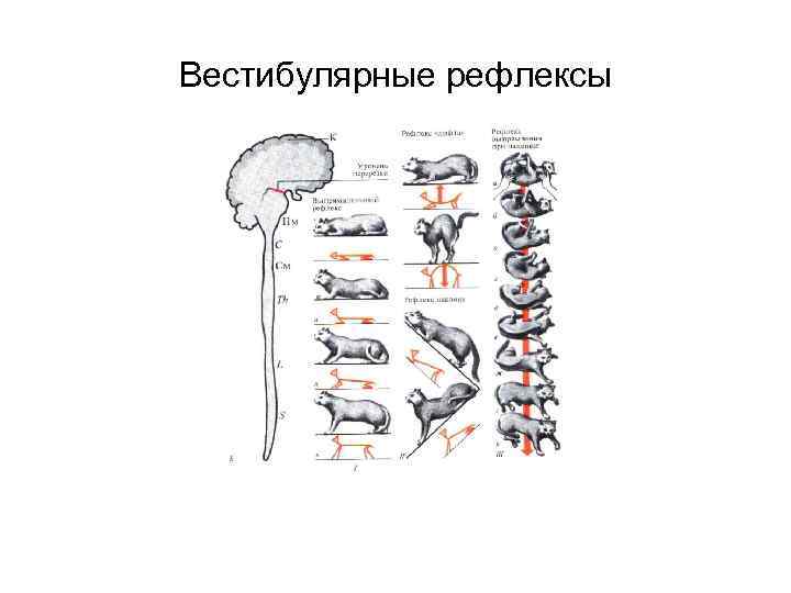 Вестибулярные рефлексы 