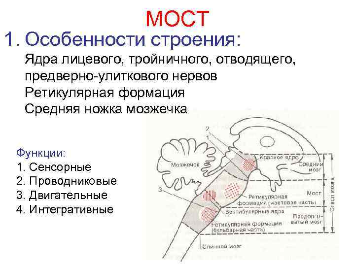 МОСТ 1. Особенности строения: Ядра лицевого, тройничного, отводящего, предверно-улиткового нервов Ретикулярная формация Средняя ножка