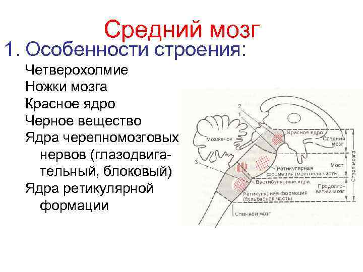 Средний мозг 1. Особенности строения: Четверохолмие Ножки мозга Красное ядро Черное вещество Ядра черепномозговых