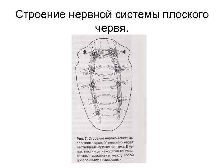 Нервная система плоских. Схема строения нервной системы плоского червя. Строение нервной системы плоского червя. Строение нервной системы плоских червей. Нервное строение плоского червя.