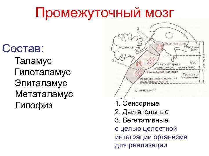 Промежуточный мозг Состав: Таламус Гипоталамус Эпиталамус Метаталамус Гипофиз Функции: 1. Сенсорные 2. Двигательные 3.