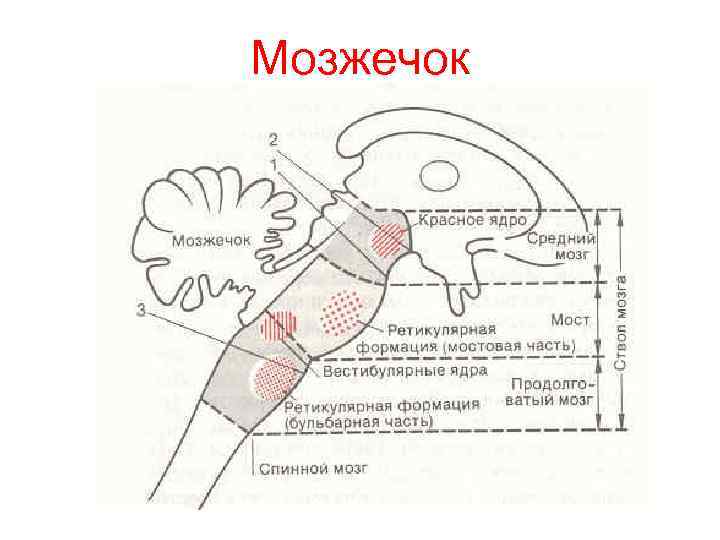 Мозжечок 