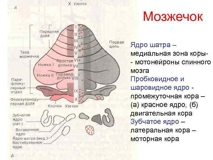 Мозжечок физиология