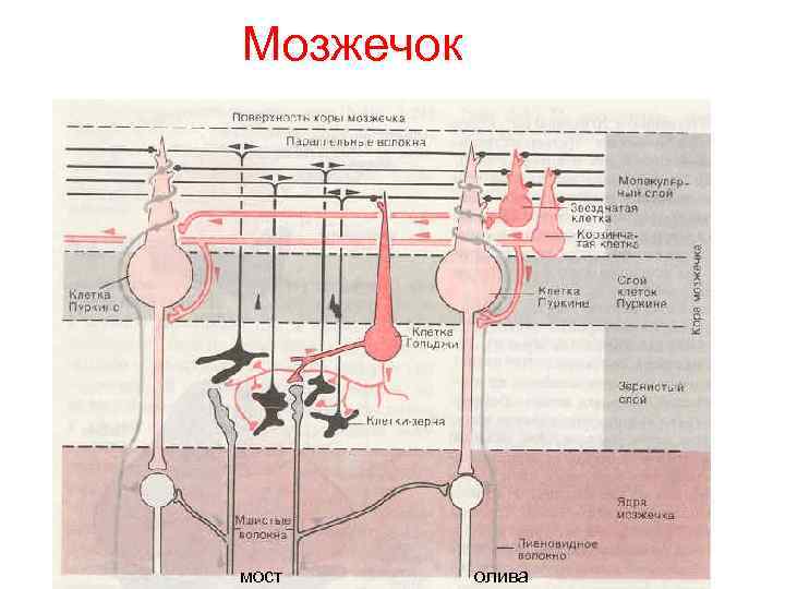 Мозжечок мост олива 