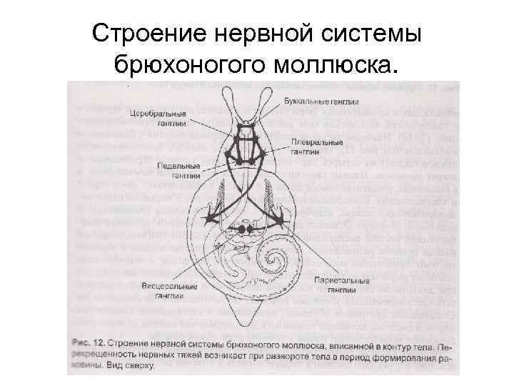 Строение нервной системы брюхоногого моллюска. 