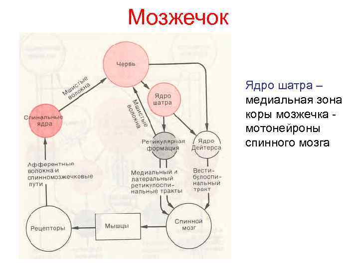 Мозжечок Ядро шатра – медиальная зона коры мозжечка мотонейроны спинного мозга 