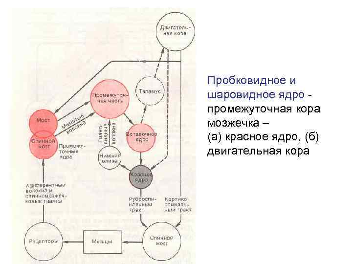 Пробковидное и шаровидное ядро промежуточная кора мозжечка – (а) красное ядро, (б) двигательная кора