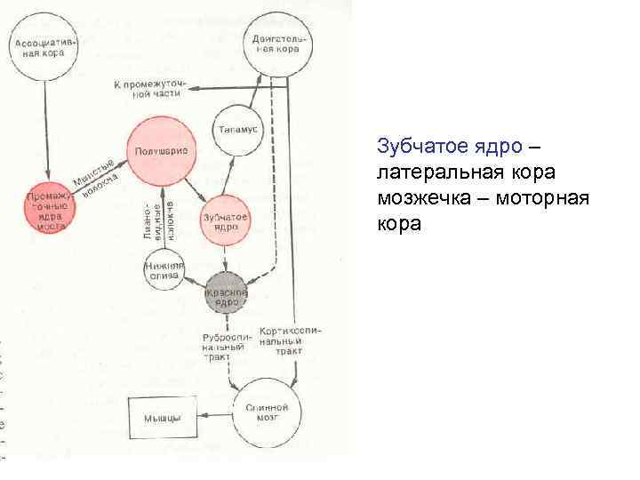 Зубчатое ядро – латеральная кора мозжечка – моторная кора 