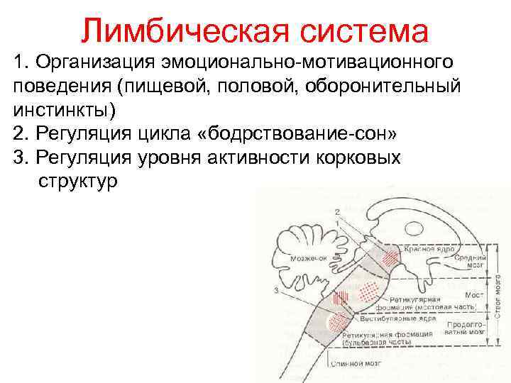 Лимбическая система 1. Организация эмоционально-мотивационного поведения (пищевой, половой, оборонительный инстинкты) 2. Регуляция цикла «бодрствование-сон»