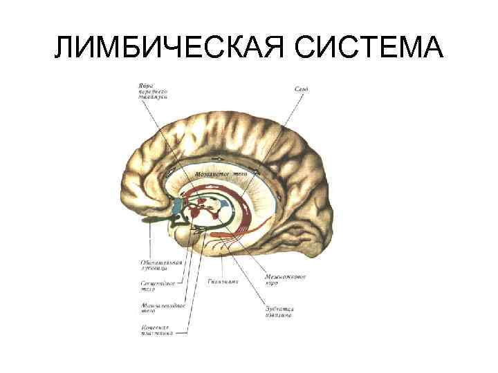 ЛИМБИЧЕСКАЯ СИСТЕМА 