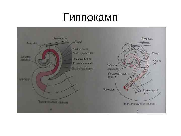 Гиппокамп 