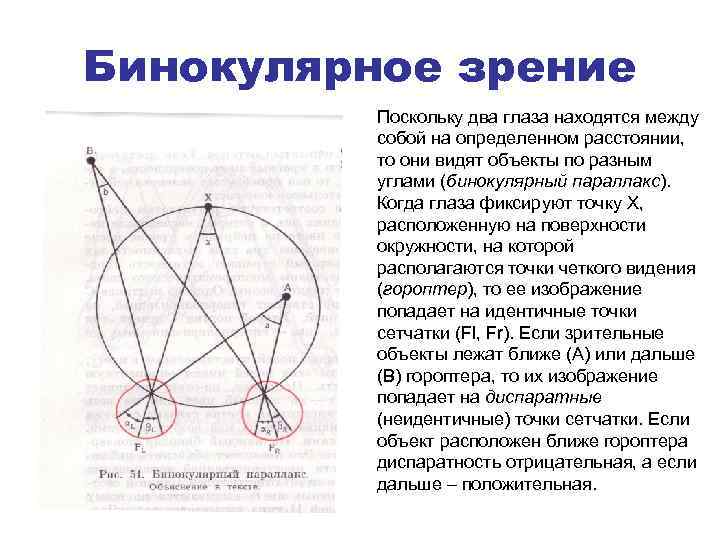 Бинокулярное зрение Поскольку два глаза находятся между собой на определенном расстоянии, то они видят