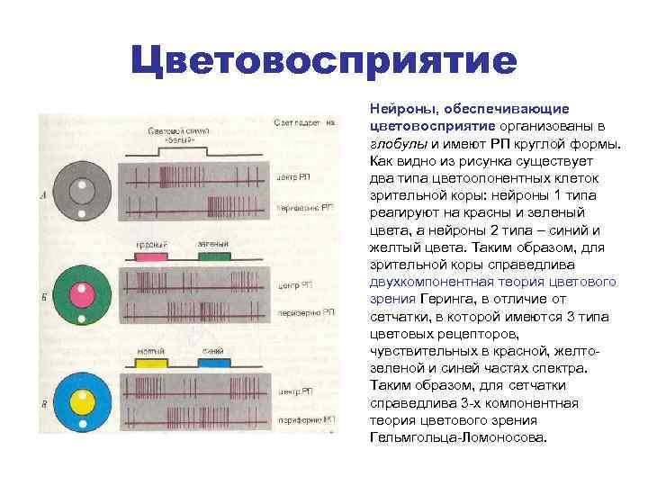 Цветовосприятие Нейроны, обеспечивающие цветовосприятие организованы в глобулы и имеют РП круглой формы. Как видно