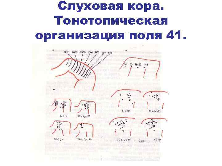 Слуховая кора. Тонотопическая организация поля 41. 