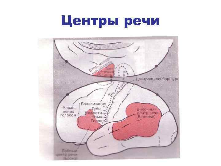 Центры речи 