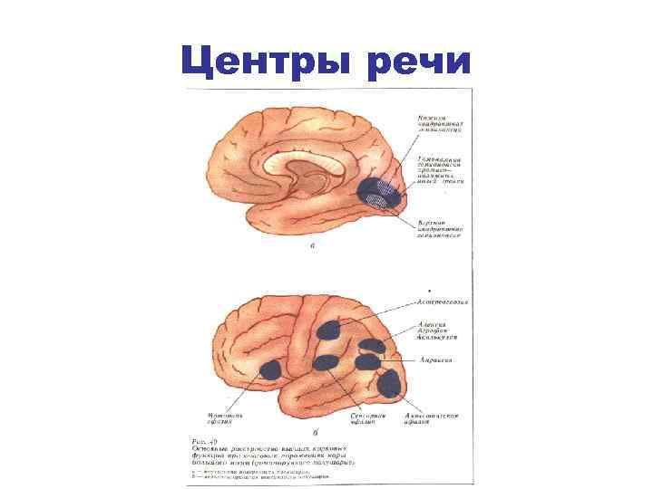 Центры речи 