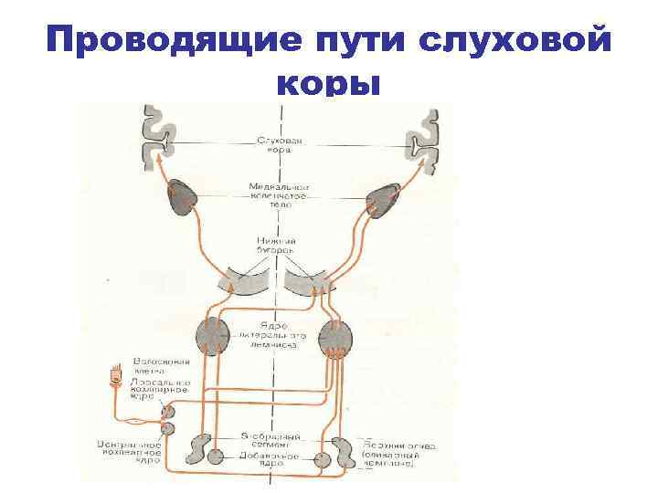 Проводящие пути слуховой коры 