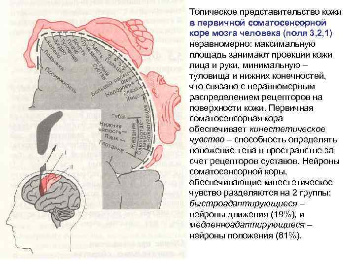 Топическое представительство кожи в первичной соматосенсорной коре мозга человека (поля 3, 2, 1) неравномерно: