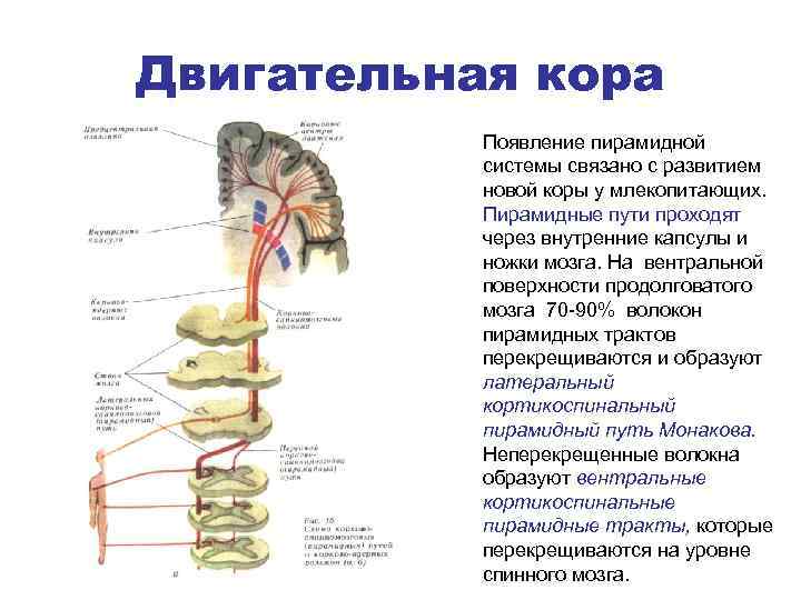 Двигательная кора Появление пирамидной системы связано с развитием новой коры у млекопитающих. Пирамидные пути