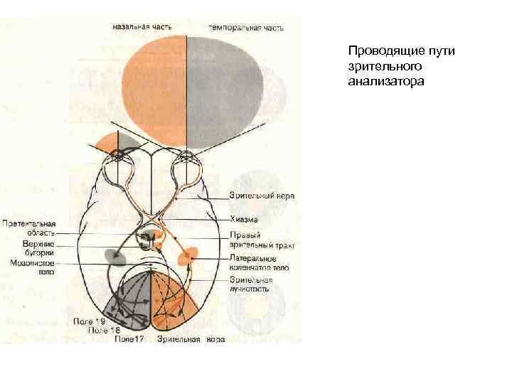 Проводящие пути зрительного анализатора 