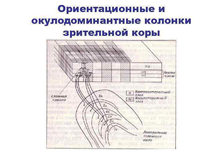 Ориентационные и окулодоминантные колонки зрительной коры 