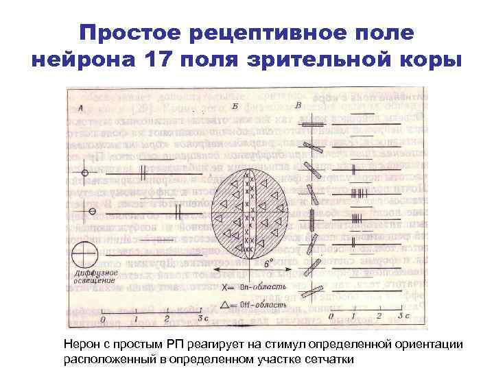 Простое рецептивное поле нейрона 17 поля зрительной коры Нерон с простым РП реагирует на