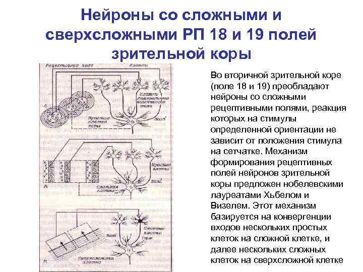 Нейроны со сложными и сверхсложными РП 18 и 19 полей зрительной коры Во вторичной