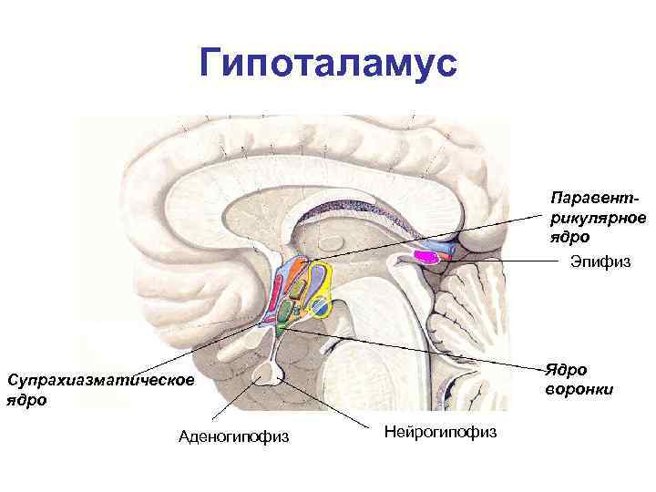 Гипоталамус Паравентрикулярное ядро Эпифиз Ядро воронки Супрахиазматическое ядро Аденогипофиз Нейрогипофиз 