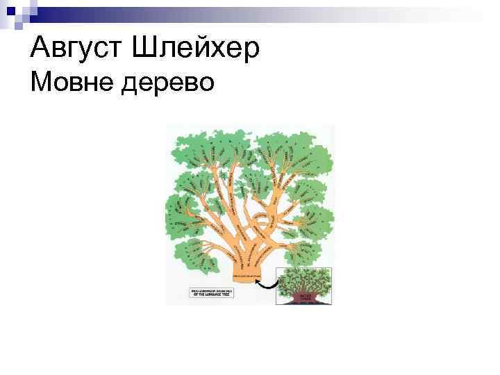 Август Шлейхер Мовне дерево 
