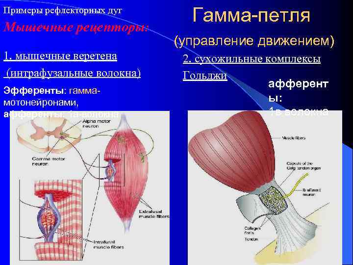 Примеры рефлекторных дуг Мышечные рецепторы: 1. мышечные веретена (интрафузальные волокна) Эфференты: гаммамотонейронами, афференты: 1