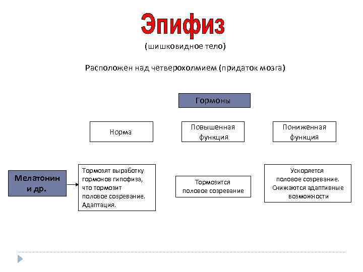 (шишковидное тело) Расположен над четверохолмием (придаток мозга) Гормоны Норма Мелатонин и др. Тормозят выработку