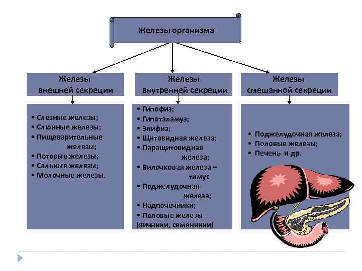 Какие железы относятся к внутренней секреции