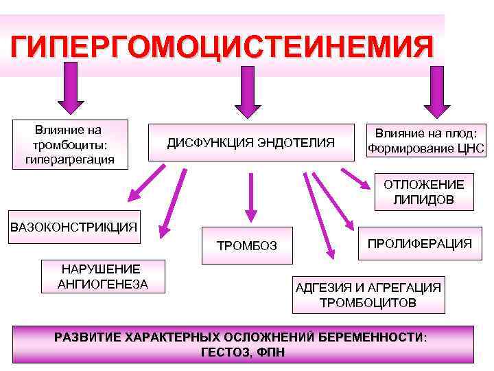 ГИПЕРГОМОЦИСТЕИНЕМИЯ Влияние на тромбоциты: гиперагрегация ДИСФУНКЦИЯ ЭНДОТЕЛИЯ Влияние на плод: Формирование ЦНС ОТЛОЖЕНИЕ ЛИПИДОВ